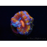 WYSIWYG Micromussa lordhowensis (ex Acanthastrea) 6H7