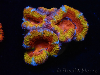 WYSIWYG Micromussa lordhowensis (antes Acanthastrea) 6H8