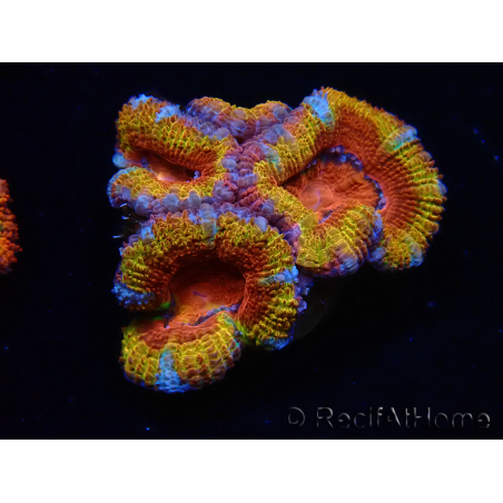 WYSIWYG Micromussa lordhowensis (formerly Acanthastrea) 6H8