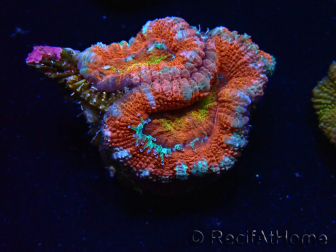 WYSIWYG Micromussa lordhowensis (formerly Acanthastrea) 6K