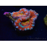 WYSIWYG Micromussa lordhowensis (formerly Acanthastrea) 6K