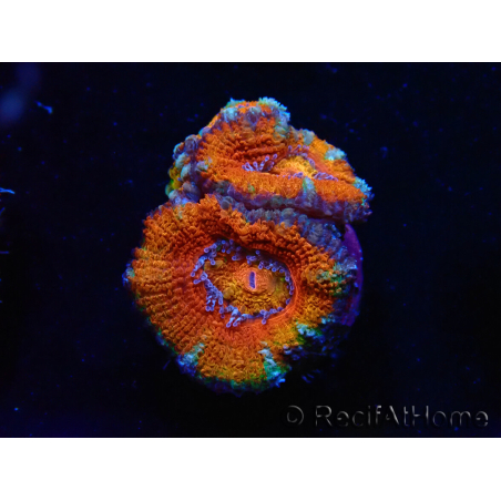 WYSIWYG Micromussa lordhowensis (ex Acanthastrea) 6H10