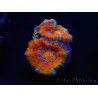 WYSIWYG Micromussa lordhowensis (ex Acanthastrea) 6K