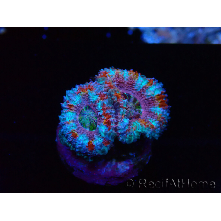WYSIWYG Micromussa lordhowensis (formerly Acanthastrea) 6I1