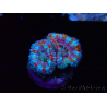 WYSIWYG Micromussa lordhowensis (ex Acanthastrea) 6I1