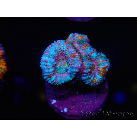 WYSIWYG Micromussa lordhowensis (ex Acanthastrea) 6I2