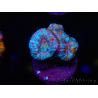 WYSIWYG Micromussa lordhowensis (ehemals Acanthastrea) 6I2