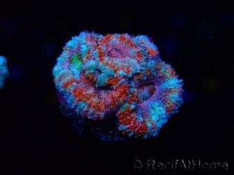 WYSIWYG Micromussa lordhowensis (ex Acanthastrea) 6I3