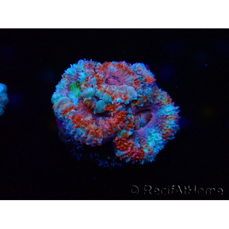 WYSIWYG Micromussa lordhowensis (ex Acanthastrea) 6I3