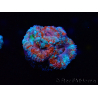 WYSIWYG Micromussa lordhowensis (formerly Acanthastrea) 6I3