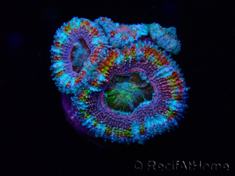 WYSIWYG Micromussa lordhowensis (ehemals Acanthastrea) 6I4