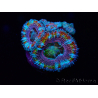 WYSIWYG Micromussa lordhowensis (formerly Acanthastrea) 6I4