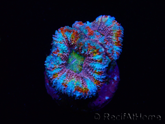 WYSIWYG Micromussa lordhowensis (ex Acanthastrea) 6I5