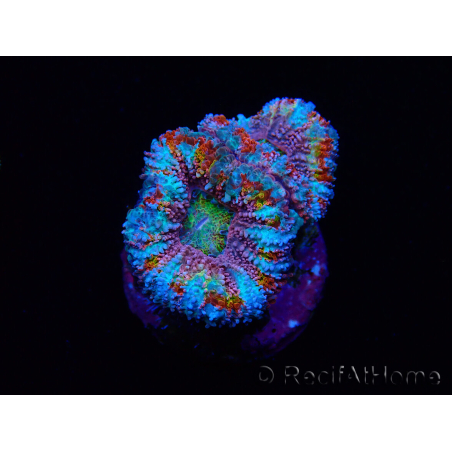 WYSIWYG Micromussa lordhowensis (antes Acanthastrea) 6I5