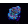 WYSIWYG Micromussa lordhowensis (ex Acanthastrea) 6I5