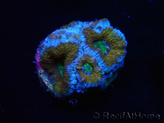 WYSIWYG Micromussa lordhowensis (anteriormente Acanthastrea) 6I6