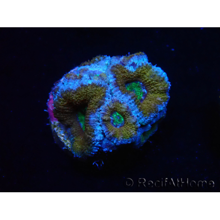 WYSIWYG Micromussa lordhowensis (ehemals Acanthastrea) 6I6