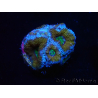 WYSIWYG Micromussa lordhowensis (ex Acanthastrea) 6I6