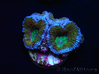 Micromussa lordhowensis WYSIWYG (antes Acanthastrea) 6I7