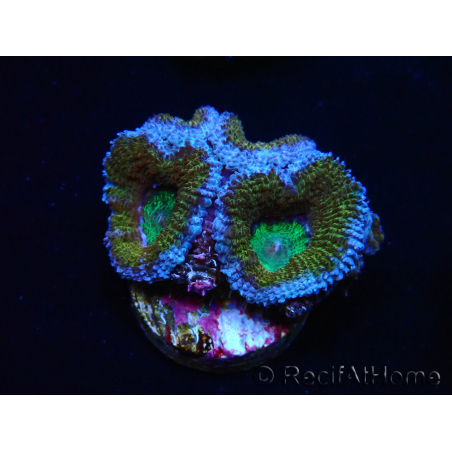 WYSIWYG Micromussa lordhowensis (ehemals Acanthastrea) 6I7