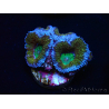 Micromussa lordhowensis WYSIWYG (antes Acanthastrea) 6I7