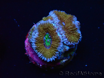 WYSIWYG Micromussa lordhowensis (ex Acanthastrea) 6I8