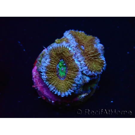 WYSIWYG Micromussa lordhowensis (ex Acanthastrea) 6I8
