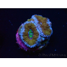 WYSIWYG Micromussa lordhowensis (ex Acanthastrea) 6I8
