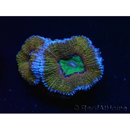 WYSIWYG Micromussa lordhowensis (formerly Acanthastrea) 6K