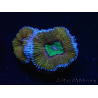 WYSIWYG Micromussa lordhowensis (ehemals Acanthastrea) 6K