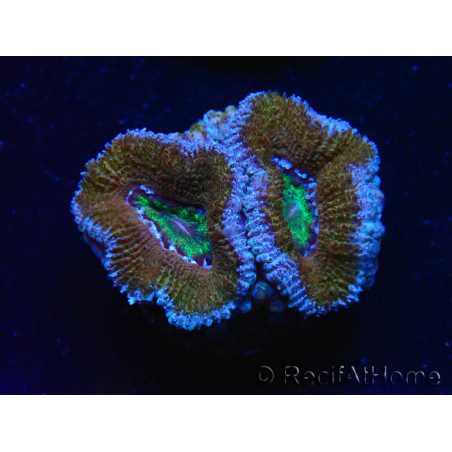WYSIWYG Micromussa lordhowensis (ex Acanthastrea) 6I10