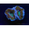 WYSIWYG Micromussa lordhowensis (formerly Acanthastrea) 6K