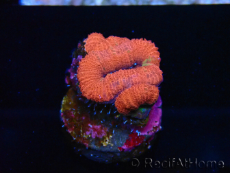 WYSIWYG Micromussa lordhowensis (formerly Acanthastrea) 6J1