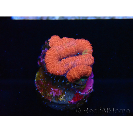 WYSIWYG Micromussa lordhowensis (ehemals Acanthastrea) 6J1
