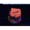 WYSIWYG Micromussa lordhowensis (ex Acanthastrea) 6J1