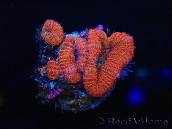 WYSIWYG Micromussa lordhowensis (ex Acanthastrea) 6J2