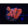 WYSIWYG Micromussa lordhowensis (formerly Acanthastrea) 6J2