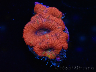 WYSIWYG Micromussa lordhowensis (formerly Acanthastrea) 6J3