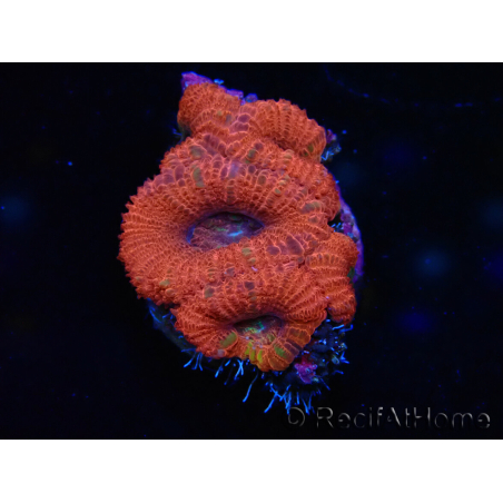 WYSIWYG Micromussa lordhowensis (ex Acanthastrea) 6J3