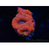 WYSIWYG Micromussa lordhowensis (formerly Acanthastrea) 6J3