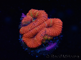 WYSIWYG Micromussa lordhowensis (formerly Acanthastrea) 6J4