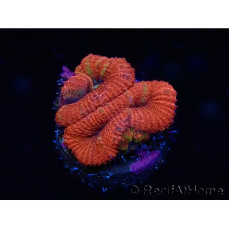 WYSIWYG Micromussa lordhowensis (ex Acanthastrea) 6J4