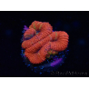 WYSIWYG Micromussa lordhowensis (ehemals Acanthastrea) 6J4