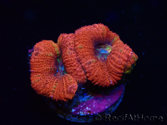 WYSIWYG Micromussa lordhowensis (ex Acanthastrea)