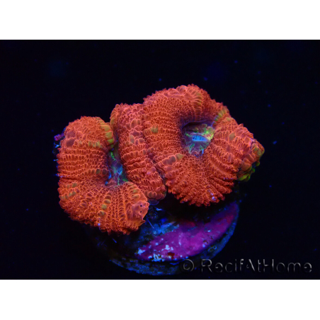 WYSIWYG Micromussa lordhowensis (ehemals Acanthastrea)