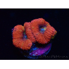 WYSIWYG Micromussa lordhowensis (ehemals Acanthastrea)