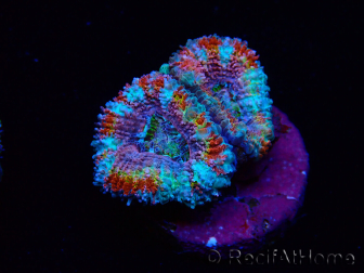WYSIWYG Micromussa lordhowensis (ex Acanthastrea)