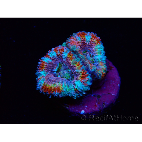WYSIWYG Micromussa lordhowensis (ex Acanthastrea)