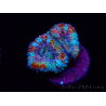 WYSIWYG Micromussa lordhowensis (ex Acanthastrea) 6J6
