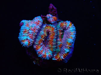 WYSIWYG Micromussa lordhowensis (formerly Acanthastrea)